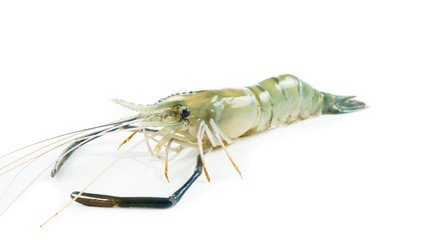 Close up prawn or raw shrimp isolated