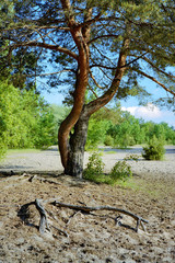 Landscape with pine and roots
