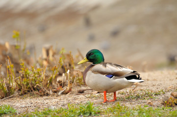 Duck.