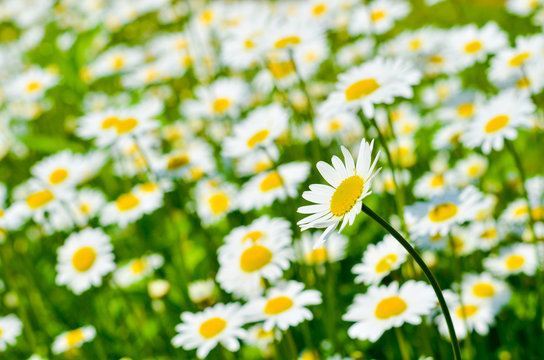 Dasies