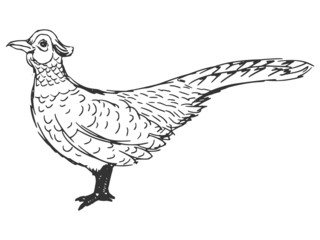 pheasant