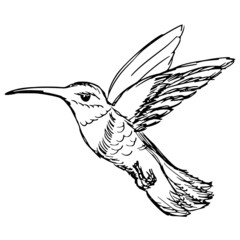hummingbird