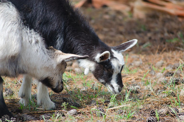 A portret of funny black-white goat kid © parovysh