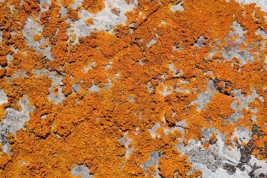 Xanthoria calcicola. L&iacute;quenes sobre roca.