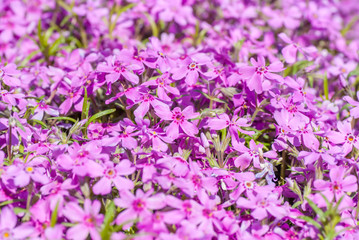 Obraz premium Colorful bright purple flowers, background