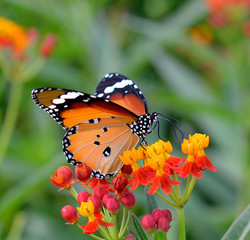 Fototapeta na wymiar Butterfly on orange flower in the garden