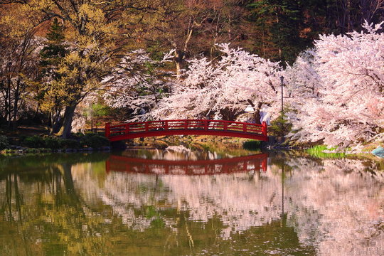 水面に映る桜と赤い橋