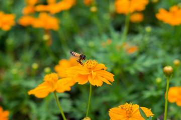Bee and yellow flower in Thailand