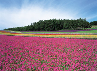 꽃이 있는 풍경