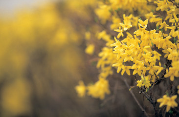 꽃이 있는 풍경