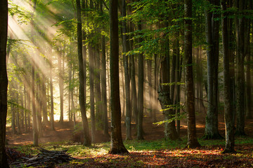 herbstliche Waldbäume. Natur grünes Holz Sonnenlicht Hintergründe.