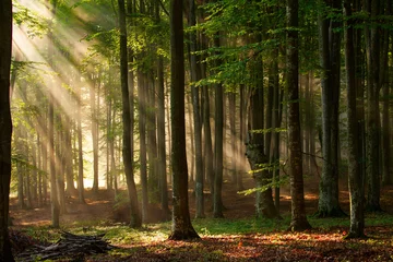 Fototapete Wald herbstliche Waldbäume. Natur grünes Holz Sonnenlicht Hintergründe.