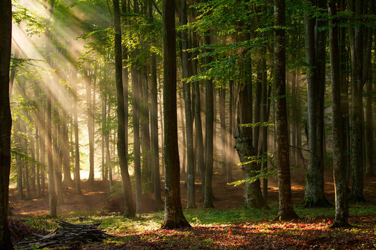 Fototapeta jesienne drzewa leśne. natura zielony drewno światło słoneczne tła.