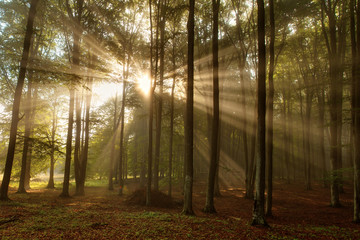 Obraz premium Beautiful morning scene in the forest with sun rays and fog