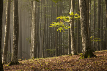 Obraz premium Autumn day into the forest