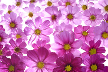 Naklejka na ściany i meble pink flowers