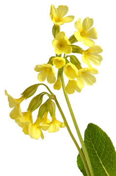 Hohe Schl&uuml;sselblume