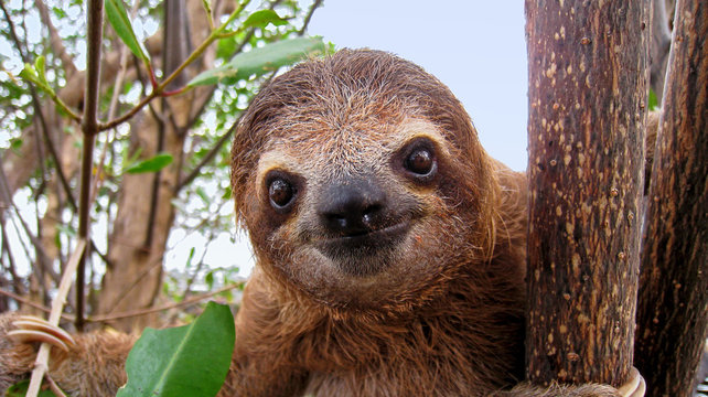 Sloth Images – Browse 99,082 Stock Photos, Vectors, and Video | Adobe Stock