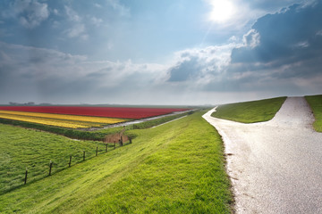 Fototapeta na wymiar sunshine over Dutch farmland with tulips field