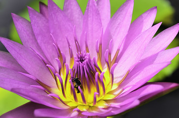 Pink-Purple Lotus with Yellow-Pink Pollen and Bug