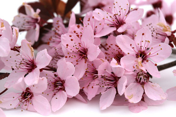 Obraz premium Fleurs de prunus
