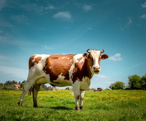 Papier Peint photo autocollant Vache Vache