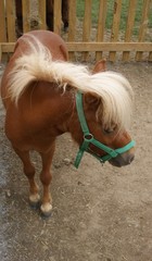 Poney