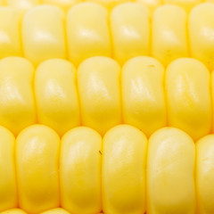 corn background