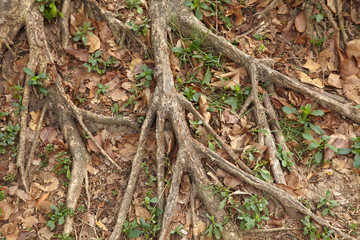 root and dry leaf under tree in sun light