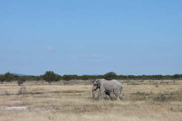 Obraz premium Elefant im Etosha National Park