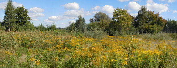 Panorama of meadow in full flower
