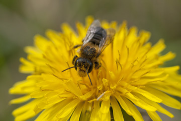 pszczoła 2