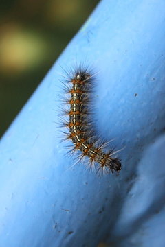 69 Best けむし Images Stock Photos Vectors Adobe Stock