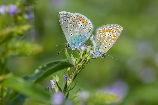 Azur&eacute; beu c&eacute;leste