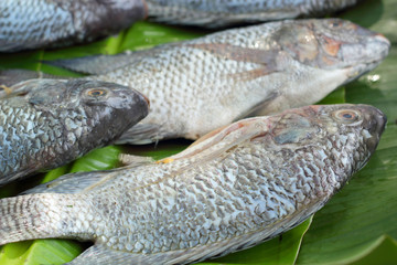 Fresh fish in the market.