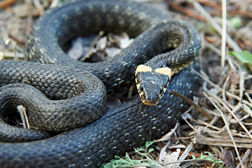 Grass snake