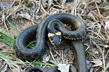 Grass snake close-up