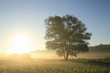Willow tree in a field at dawn