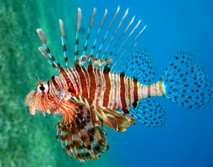 Feuerfisch rotes Meer