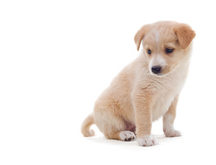 Obraz premium beige puppy looks