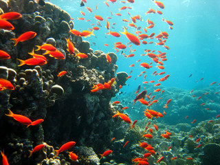 Naklejka na ściany i meble Ogromny Szkoła ryby czerwone morze