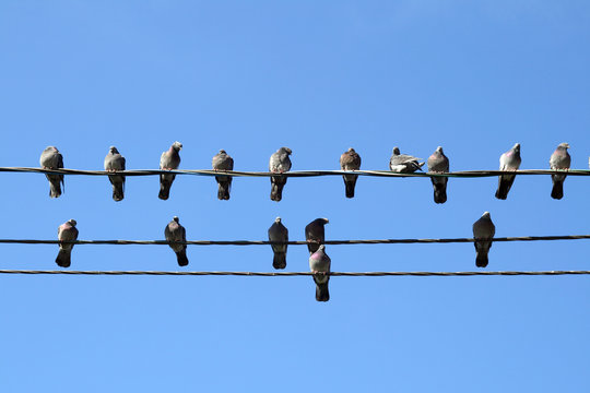 Many pigeons on an electric wires