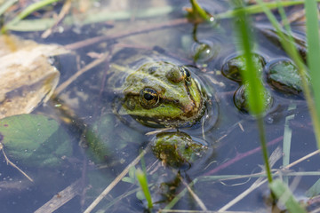 Grenouille
