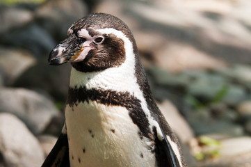 Naklejka premium Penguin