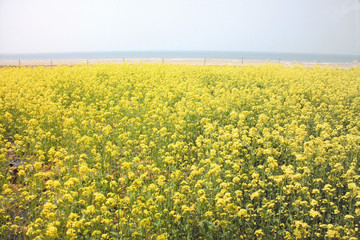 Obraz premium 아름다운 봄