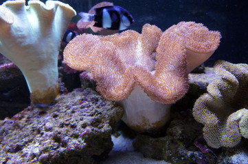 Fototapeta premium Beautiful sea world