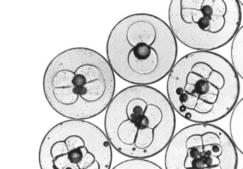 The first stages of cell division in fertilized fish eggs