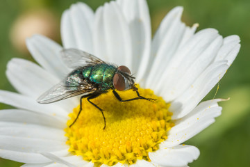 Mouche verte