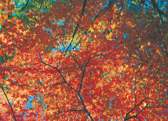 Obraz na płótnie Canvas 가을풍경