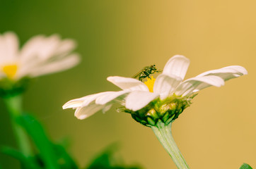 white daisy and fly